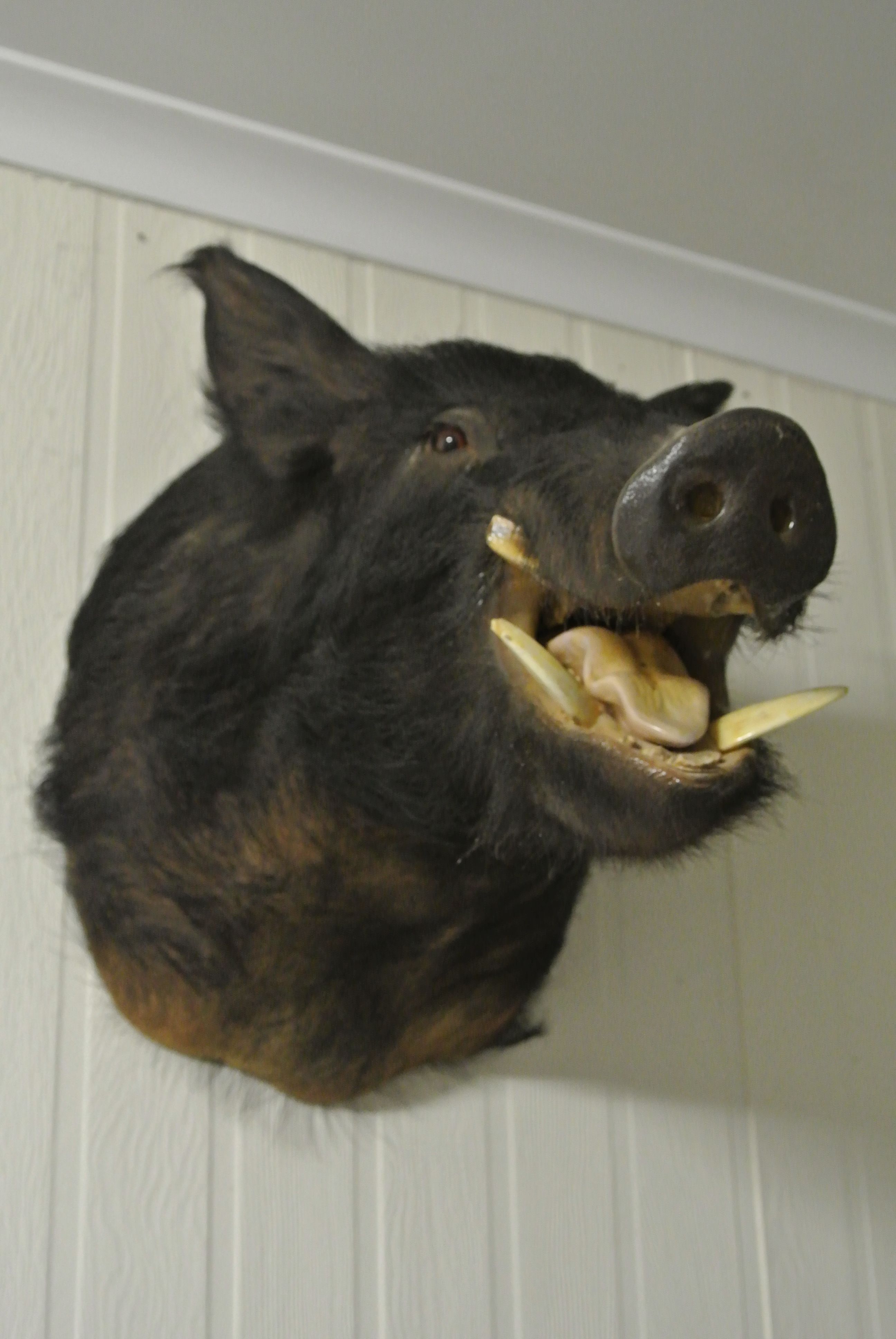 Name:  piggy 1.jpg
Views: 647
Size:  673.6 KB