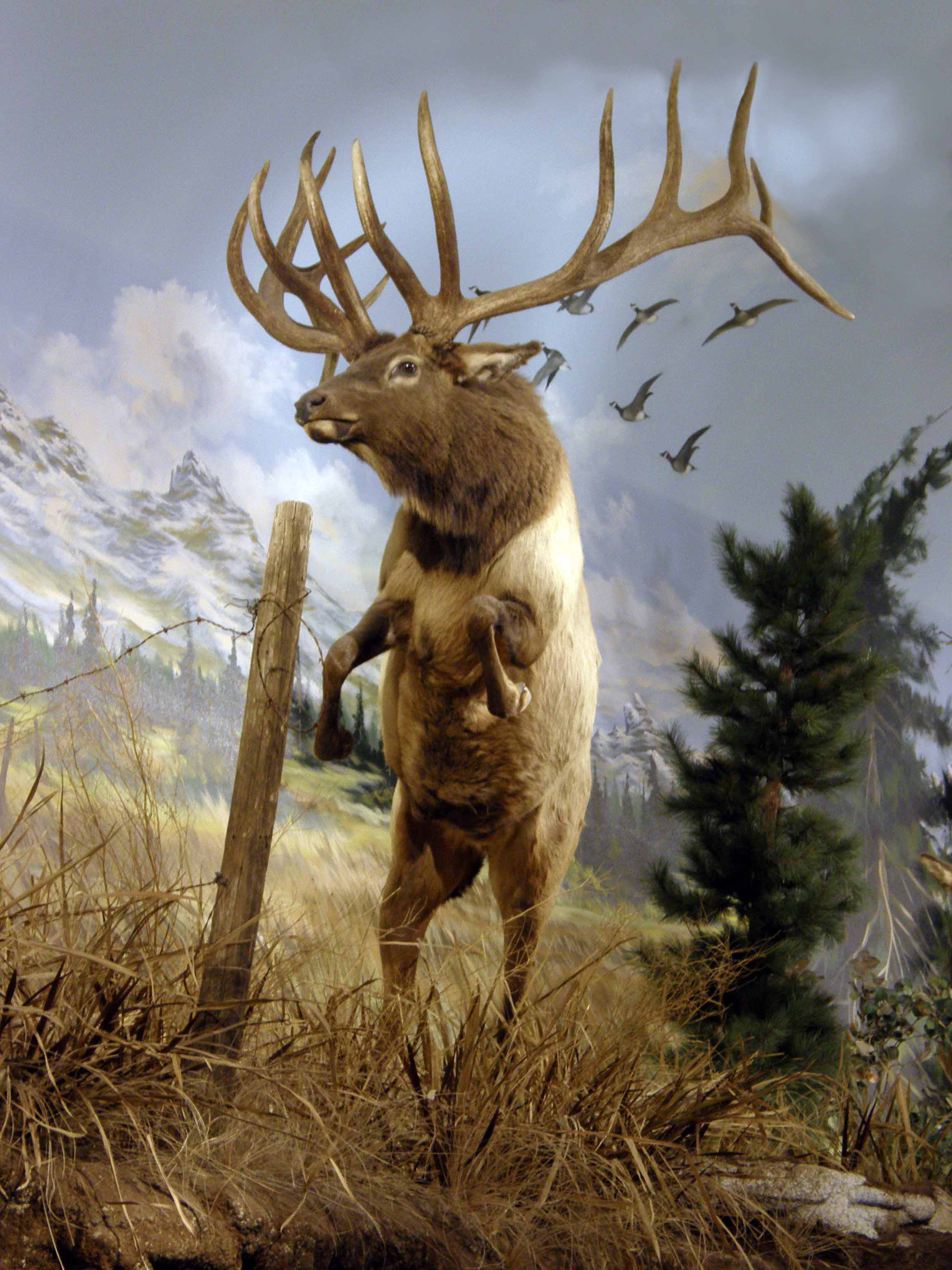 Name:  ELK.jpg
Views: 428
Size:  389.3 KB