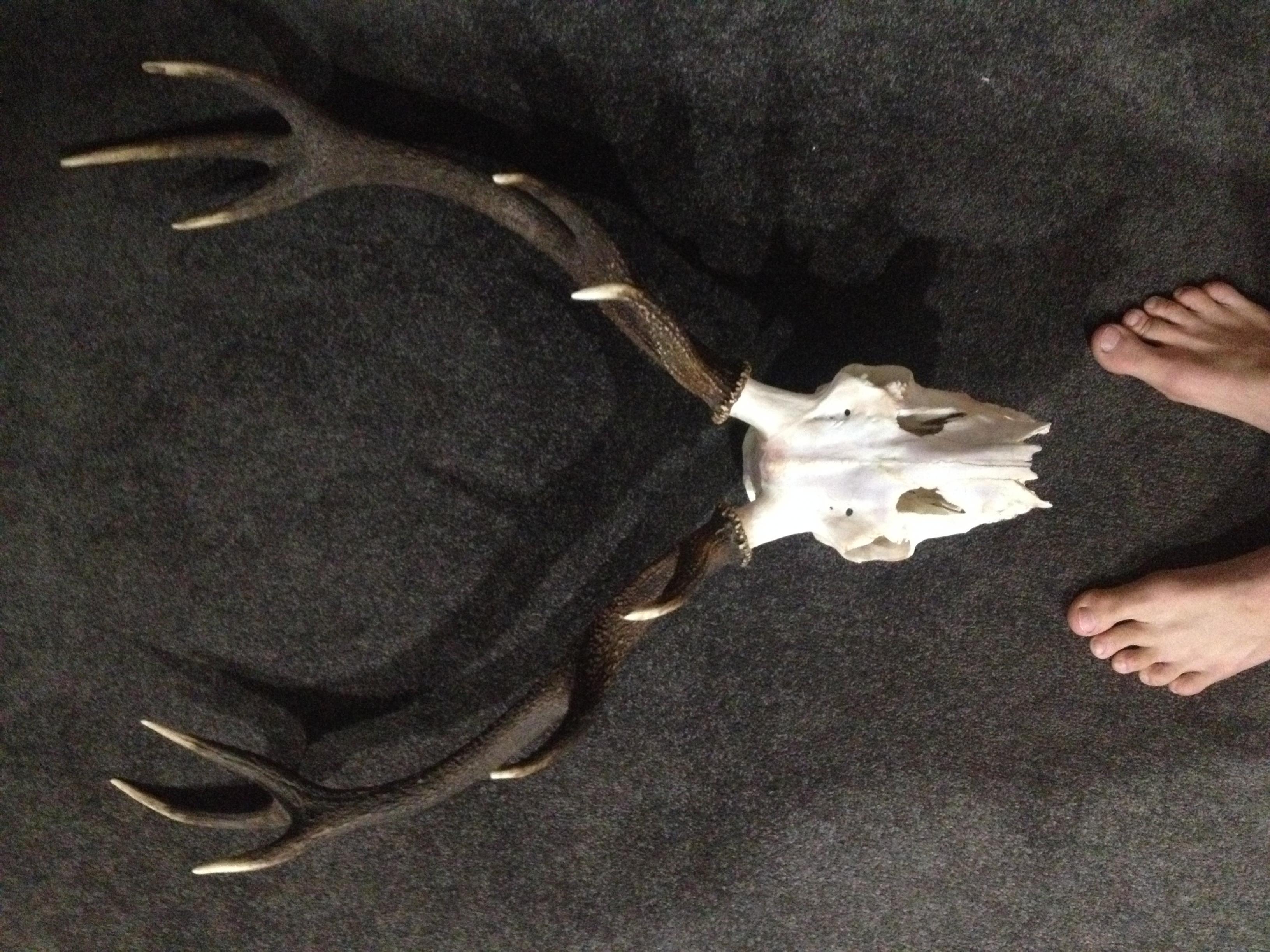Name:  skinned.jpg
Views: 927
Size:  950.4 KB