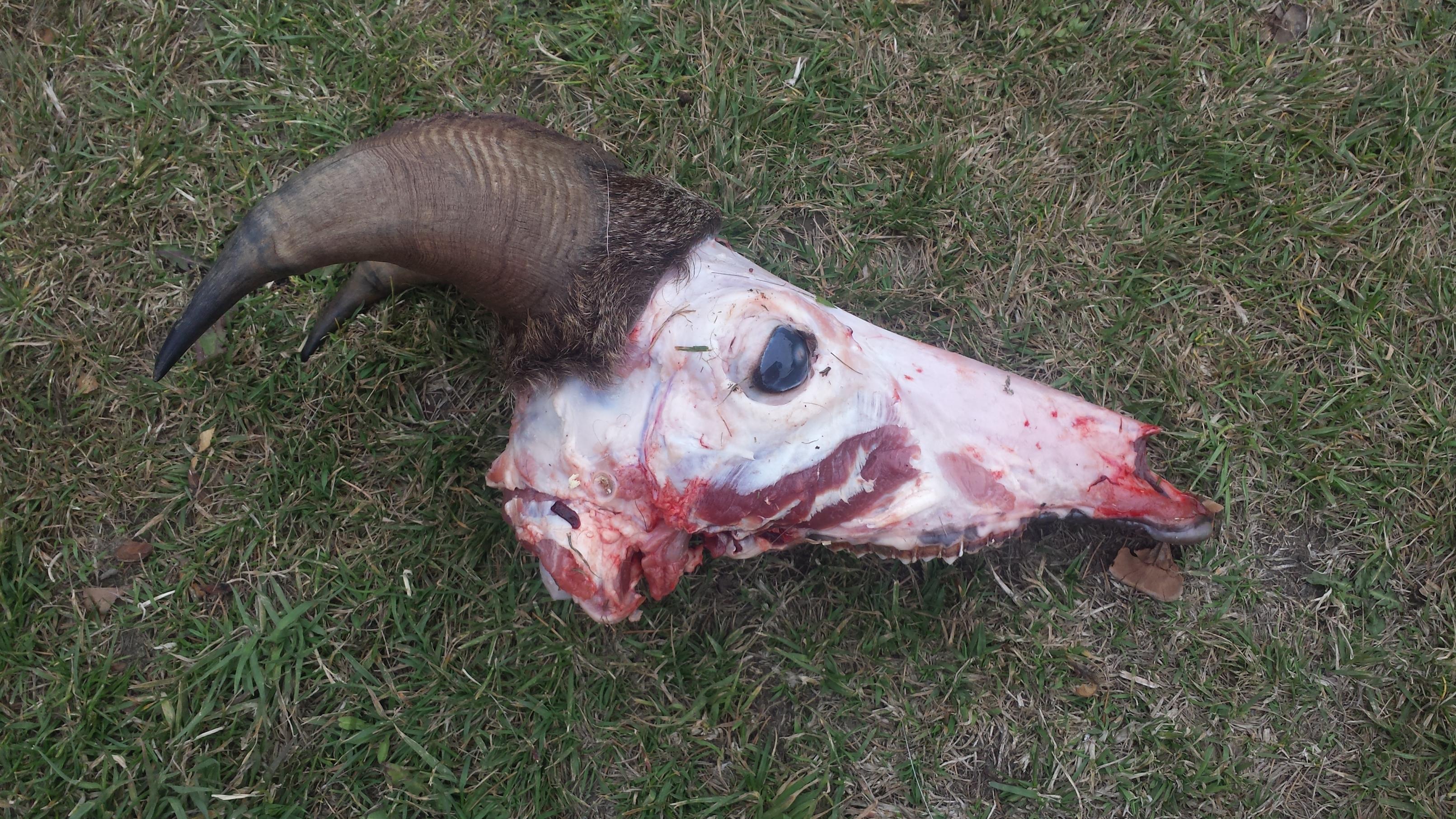 Name:  skull mount.jpg
Views: 3080
Size:  1.07 MB