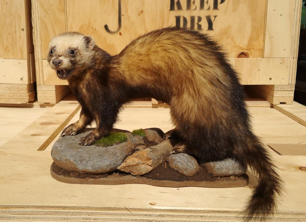 Name:  Ferret2 copy.jpg
Views: 2342
Size:  110.0 KB