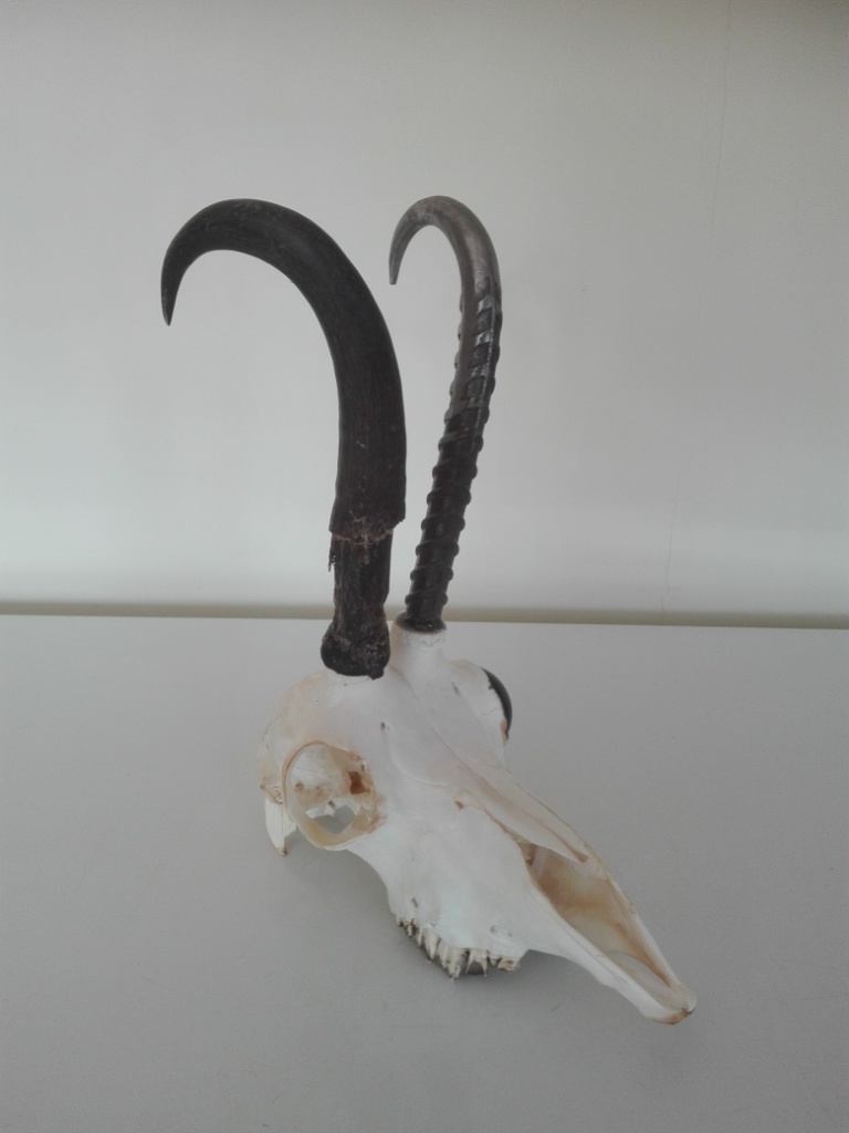 Name:  Robo chamois 2.jpg
Views: 716
Size:  128.9 KB