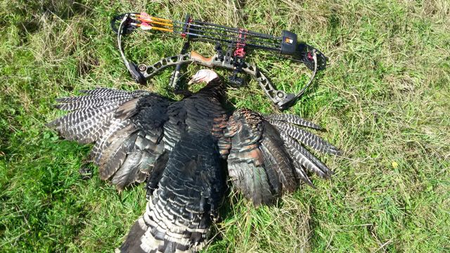 Name:  Chris' 2nd bird.jpg
Views: 422
Size:  103.5 KB