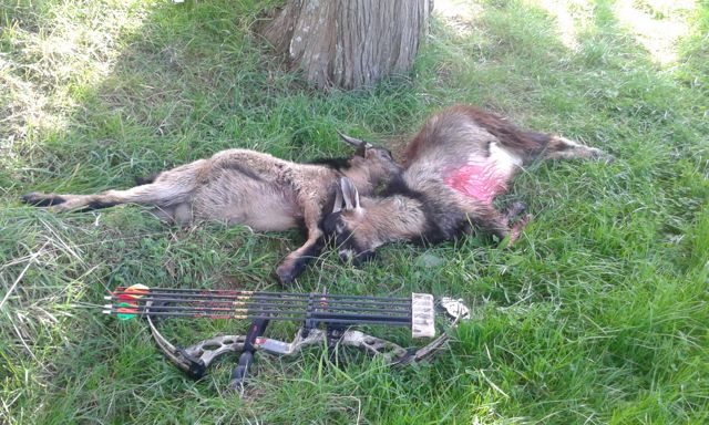 Name:  Pair of goats.jpg
Views: 458
Size:  81.7 KB