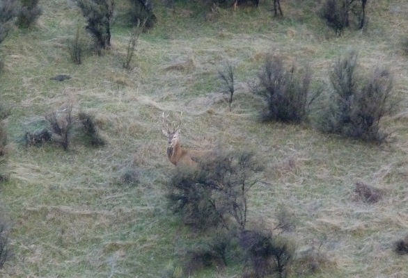 Name:  winter hunting14 (6).JPG
Views: 487
Size:  110.3 KB