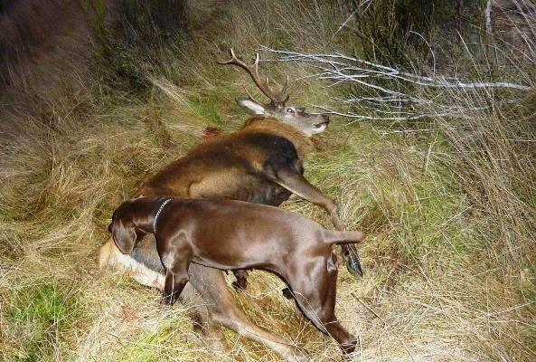 Name:  winter hunting14.JPG
Views: 699
Size:  90.8 KB