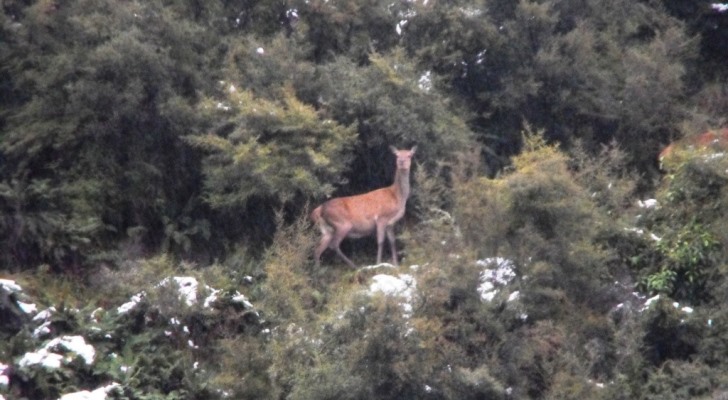 Name:  winter hunting14 (7).JPG
Views: 747
Size:  95.7 KB