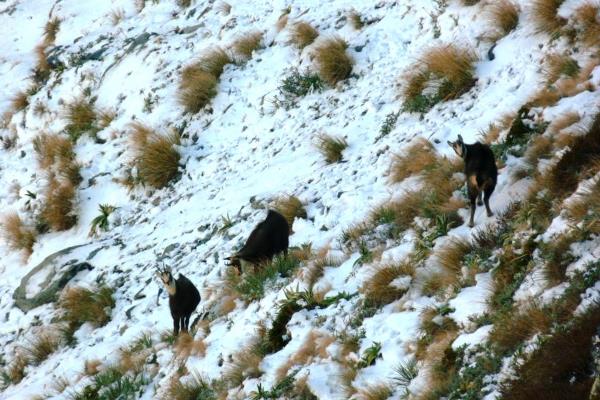 Name:  winter hunting14 (1).JPG
Views: 676
Size:  79.0 KB