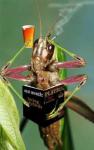 Grasshopper's Avatar