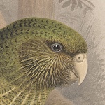 Kakapo's Avatar