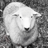 sheep's Avatar