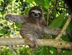 Sloth's Avatar